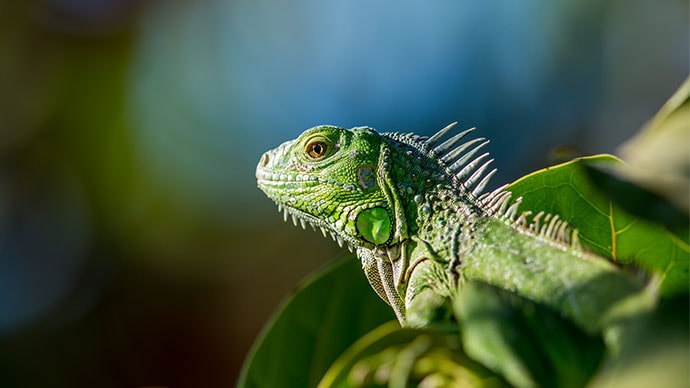 green iguana